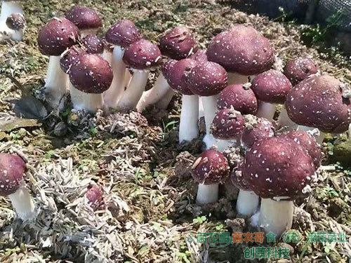 赤松茸栽培  赤松茸栽培