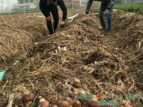 赤松茸栽培  赤松茸栽培