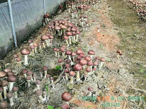 赤松茸栽培  赤松茸栽培