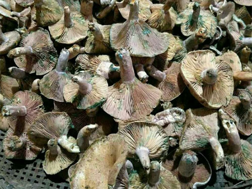 松林下的美味蘑菇——松乳菇（絲茅菌）核心技術(shù)已被，可以大面積種植了