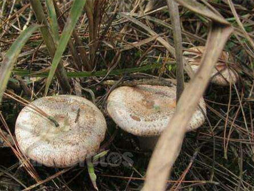 湖南創(chuàng)蕈農(nóng)業(yè)科技有限公司,懷化食用菌種植銷售,懷化羊肚菌種植銷售,懷化赤松茸種植銷售 湖南創(chuàng)蕈農(nóng)業(yè)科技有限公司,懷化食用菌種植銷售,懷化羊肚菌種植銷售,懷化赤松茸種植銷售