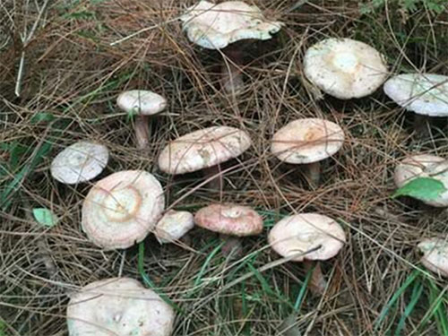 湖南創(chuàng)蕈農(nóng)業(yè)科技有限公司,懷化食用菌種植銷售,懷化羊肚菌種植銷售,懷化赤松茸種植銷售 湖南創(chuàng)蕈農(nóng)業(yè)科技有限公司,懷化食用菌種植銷售,懷化羊肚菌種植銷售,懷化赤松茸種植銷售