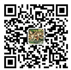 湖南創(chuàng)蕈農(nóng)業(yè)科技有限公司,懷化食用菌種植銷售,懷化羊肚菌種植銷售,懷化赤松茸種植銷售 湖南創(chuàng)蕈農(nóng)業(yè)科技有限公司,懷化食用菌種植銷售,懷化羊肚菌種植銷售,懷化赤松茸種植銷售